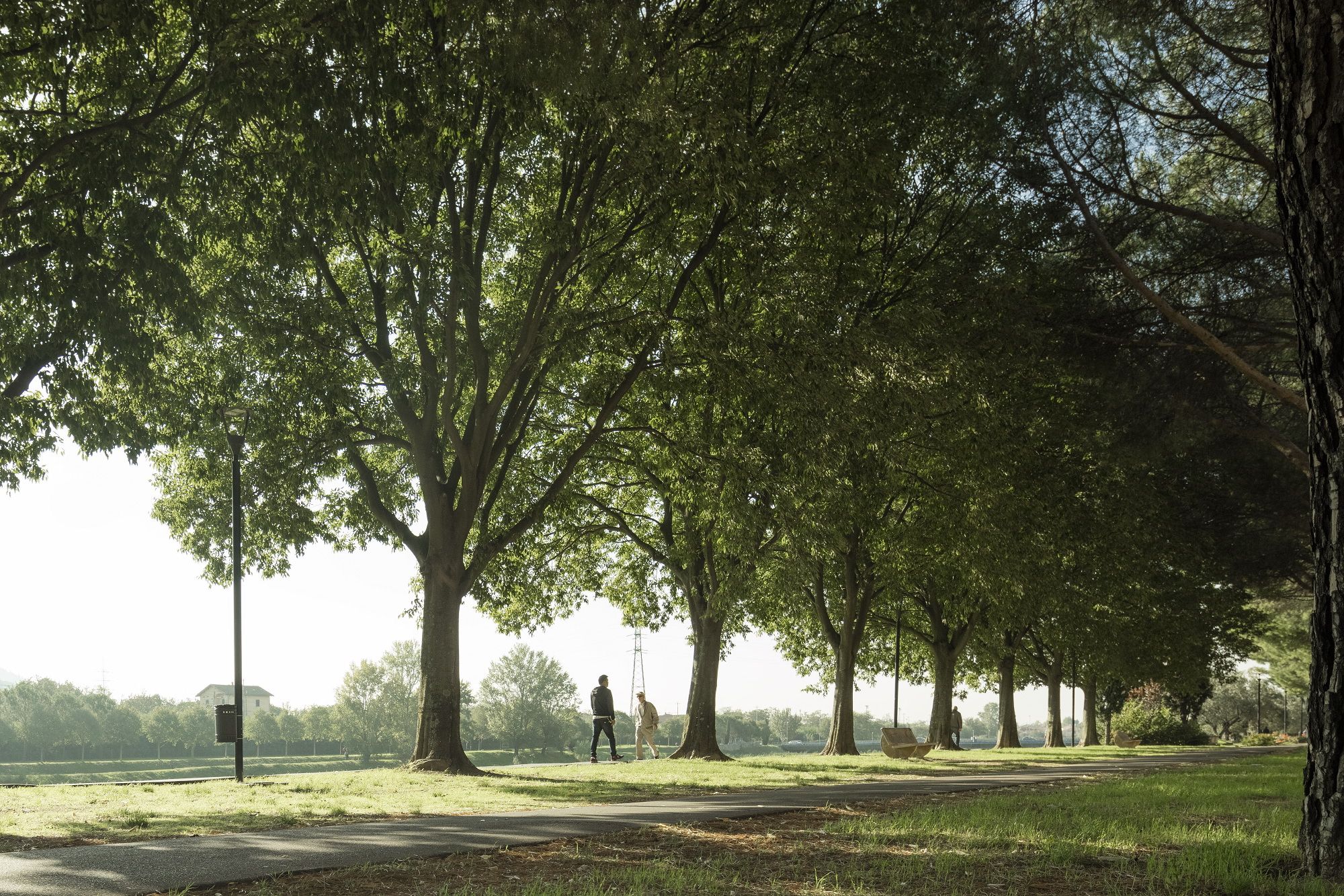 Prato Forest City, approvato il piano per la forestazione diffusa: 8.263 nuovi alberi per combattere polveri, CO2 e isole di calore